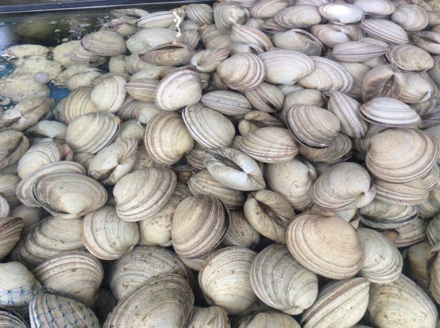 あさり 砂抜き 閉じたまま 